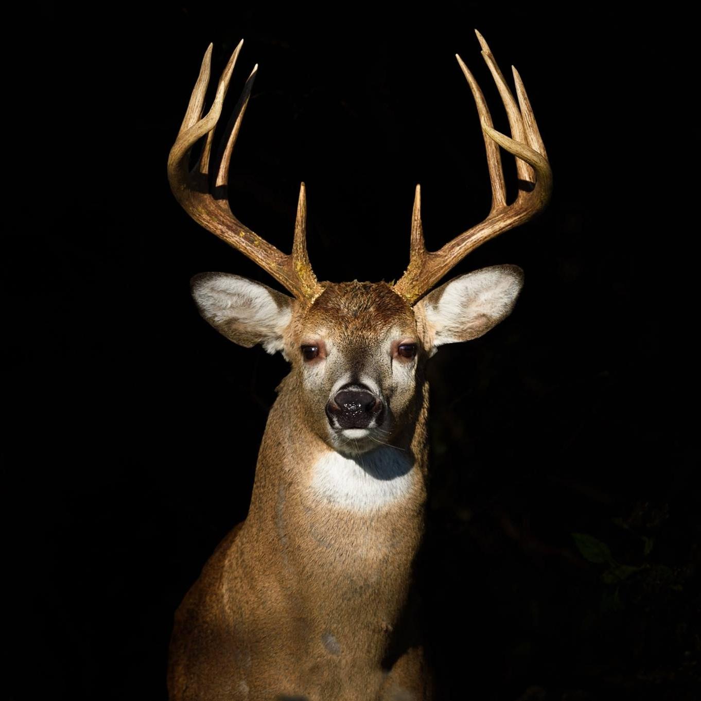 Signature deer bologna processing service using Troy's original recipes in Elizabethtown PA