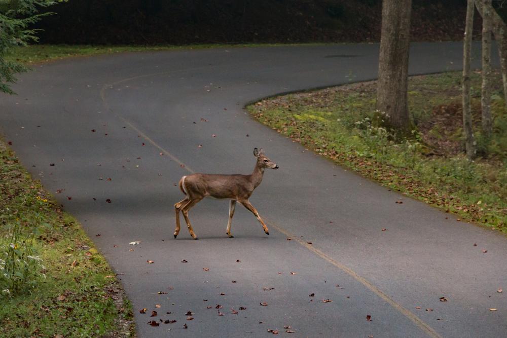 Professional deer and big game processing trusted by local hunters