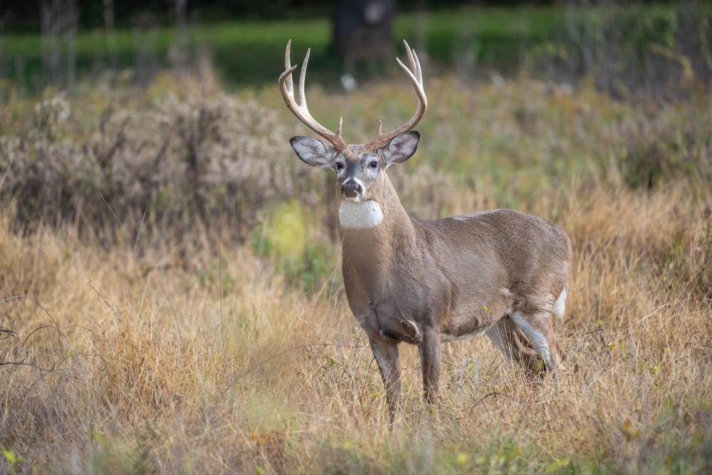 Venison jerky and dried venison processing services